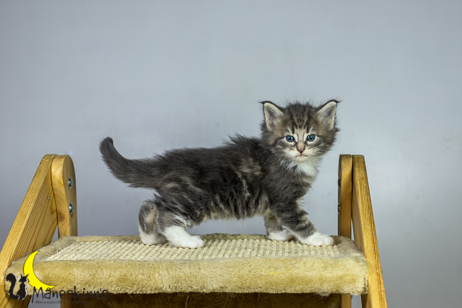 Keldan (34 Tage alt)