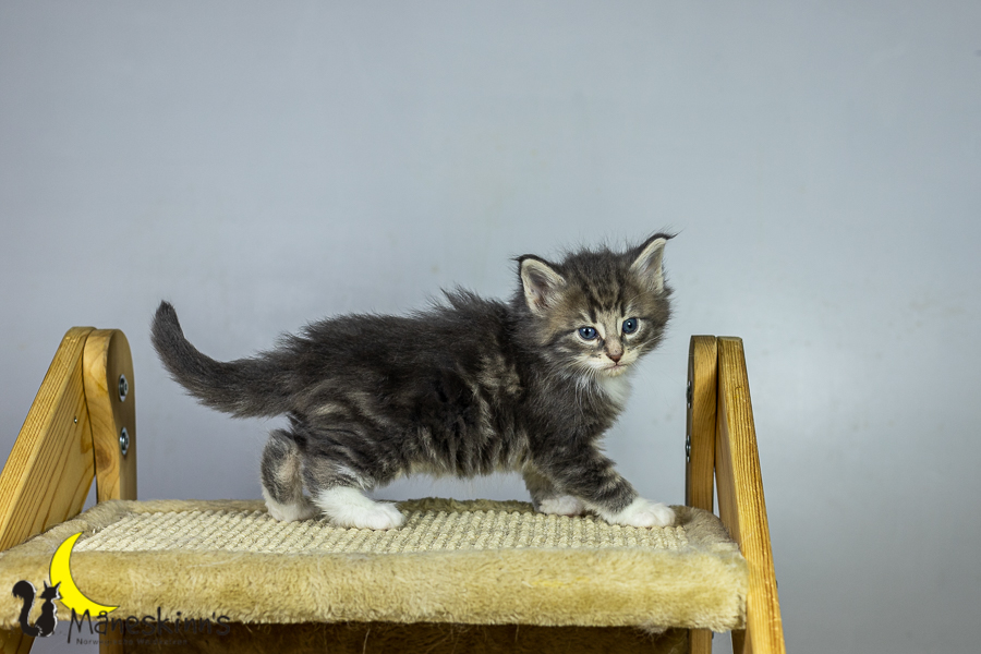 Keldan (34 Tage alt)