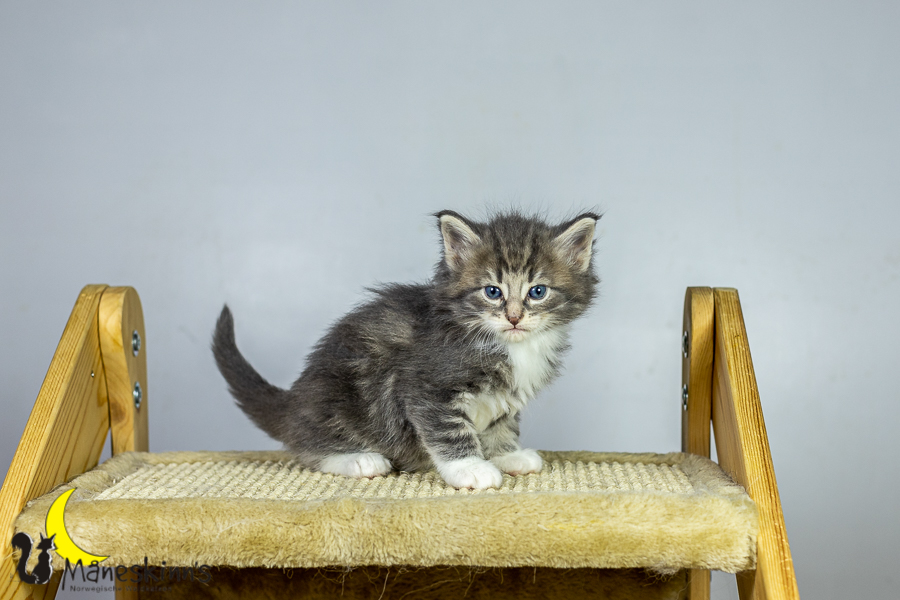 Keldan (34 Tage alt)