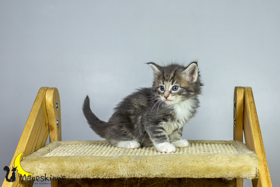 Keldan (34 Tage alt)