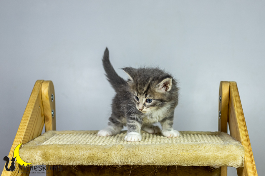 Keldan (34 Tage alt)