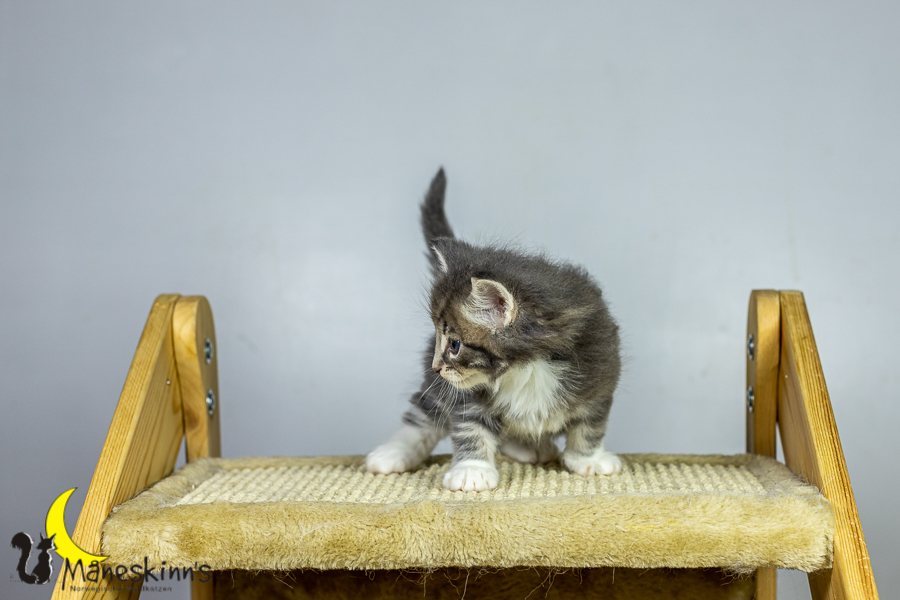 Keldan (34 Tage alt)