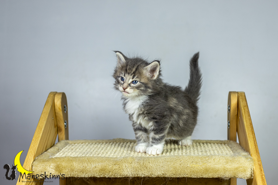 Keldan (34 Tage alt)