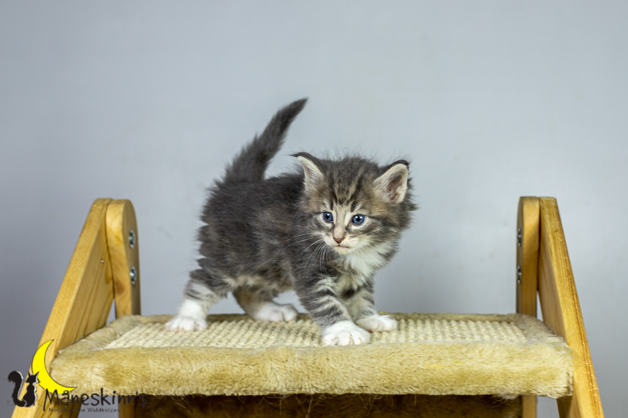 Keldan (34 Tage alt)