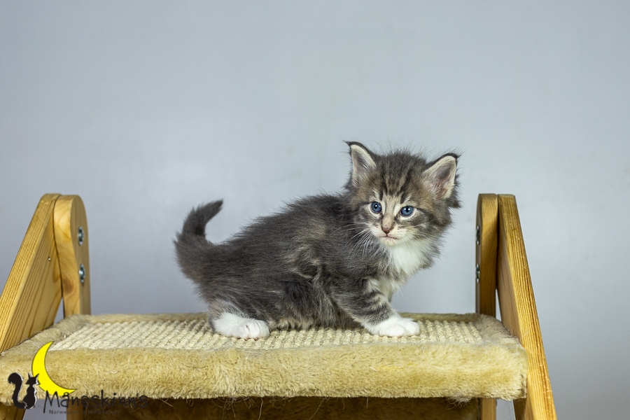 Keldan (34 Tage alt)