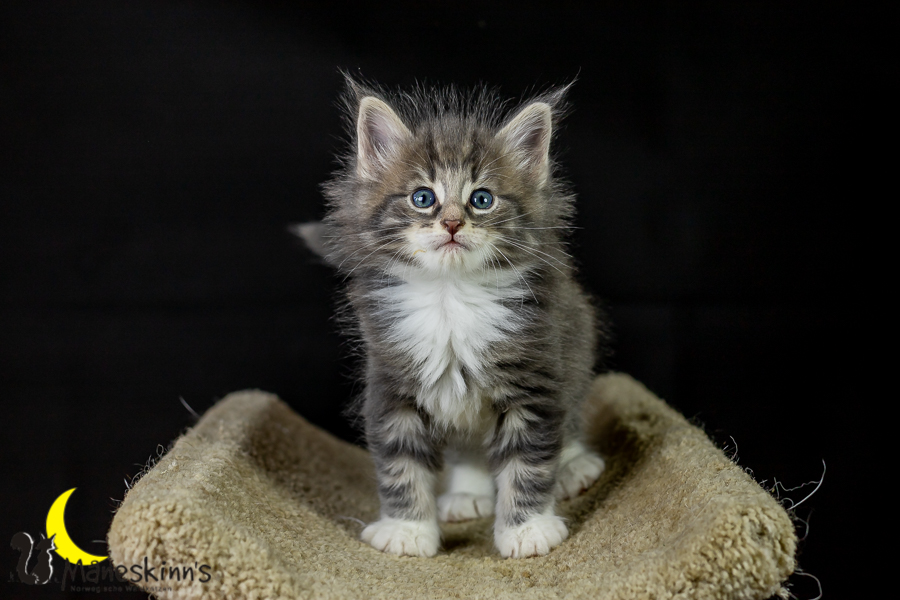 Keldan (41 Tage alt)