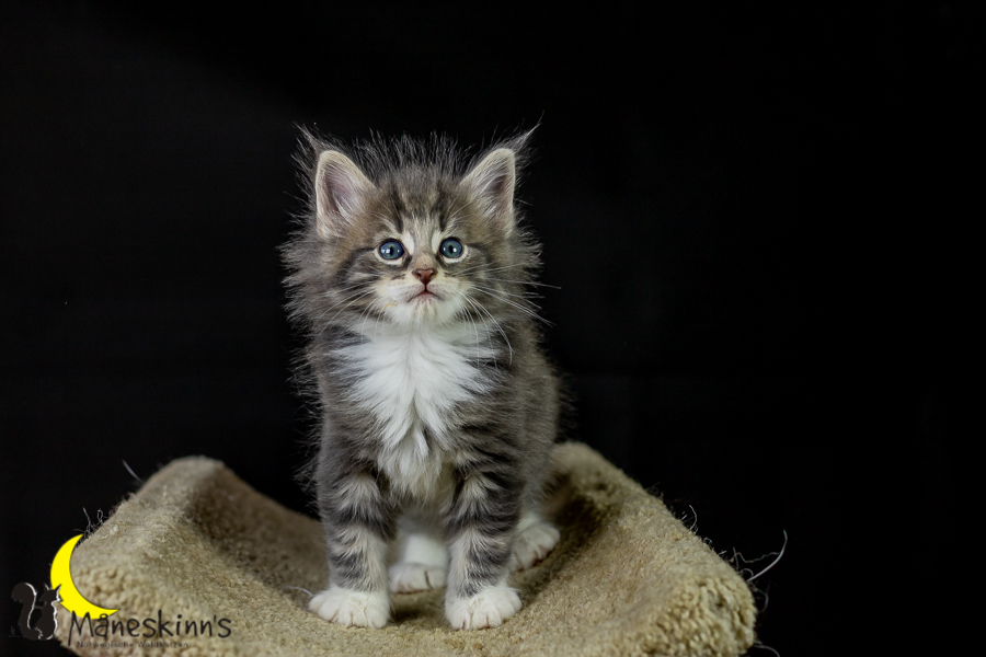 Keldan (41 Tage alt)