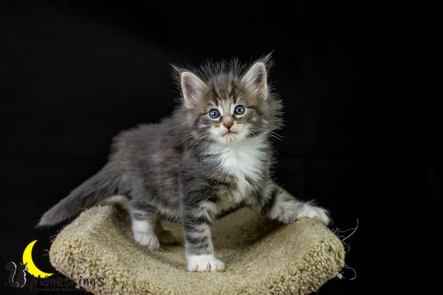 Keldan (41 Tage alt)