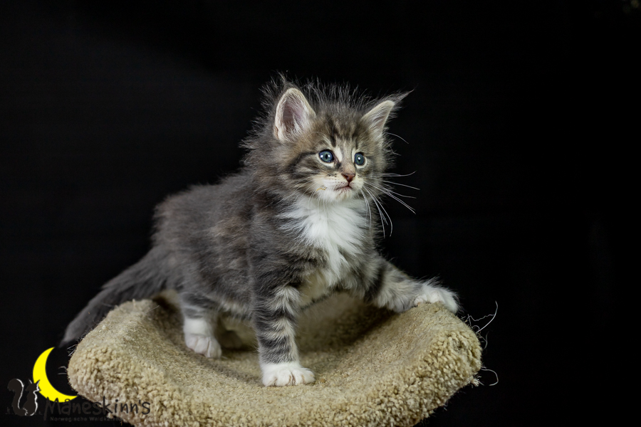 Keldan (41 Tage alt)