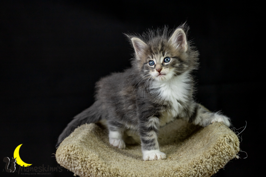 Keldan (41 Tage alt)