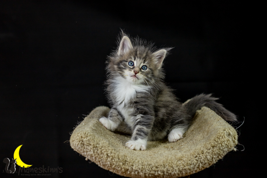 Keldan (41 Tage alt)