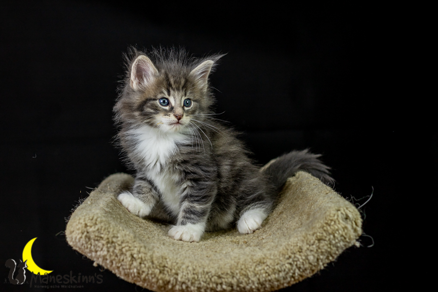 Keldan (41 Tage alt)