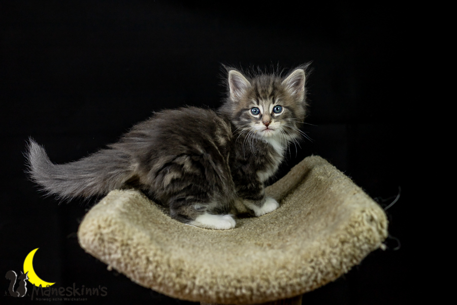 Keldan (41 Tage alt)