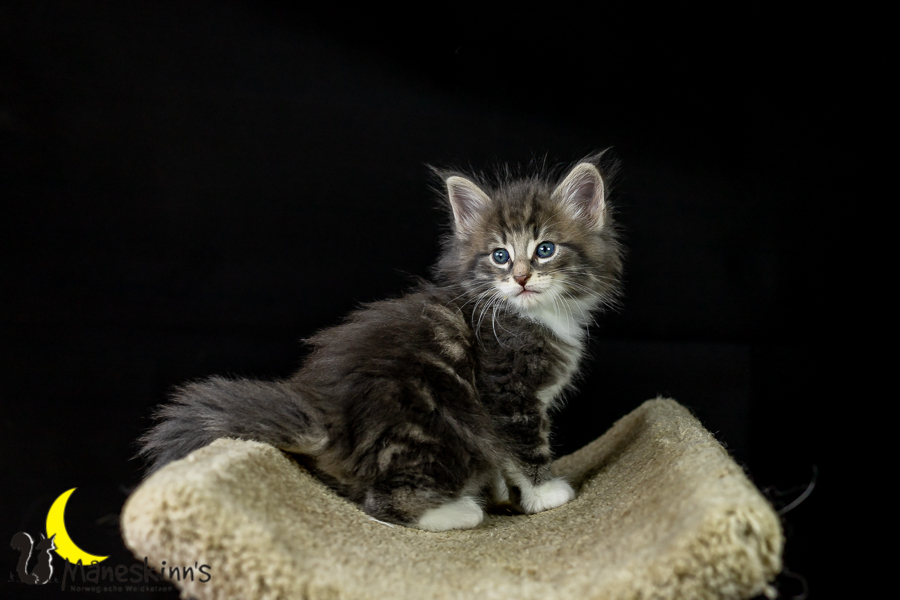 Keldan (41 Tage alt)