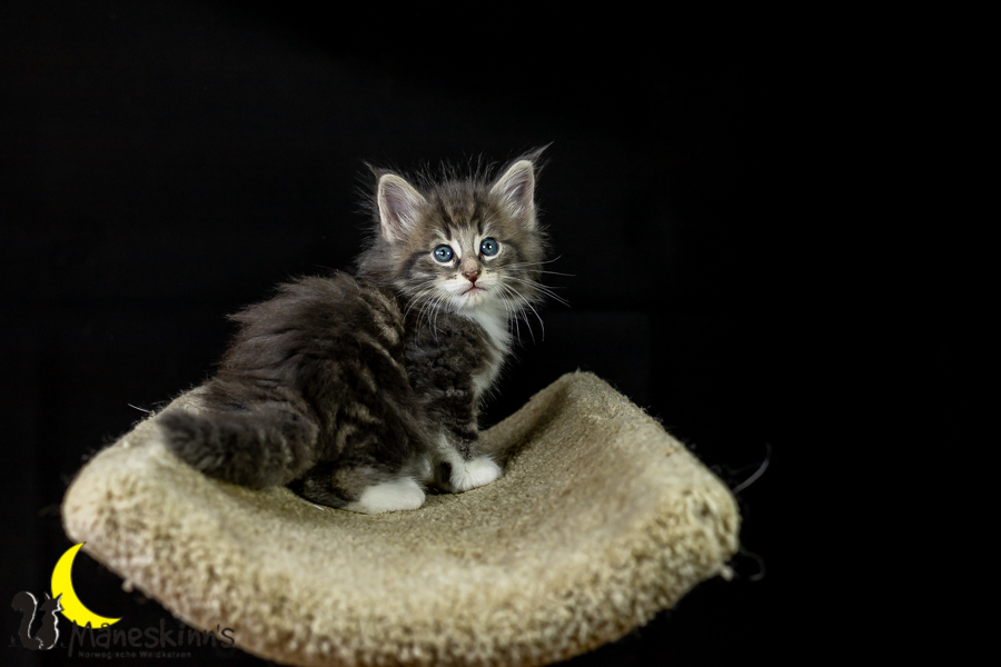 Keldan (41 Tage alt)