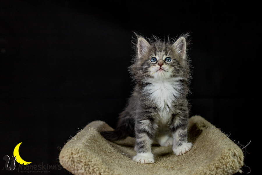 Keldan (41 Tage alt)