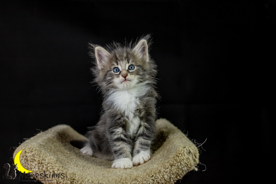 Keldan (41 Tage alt)