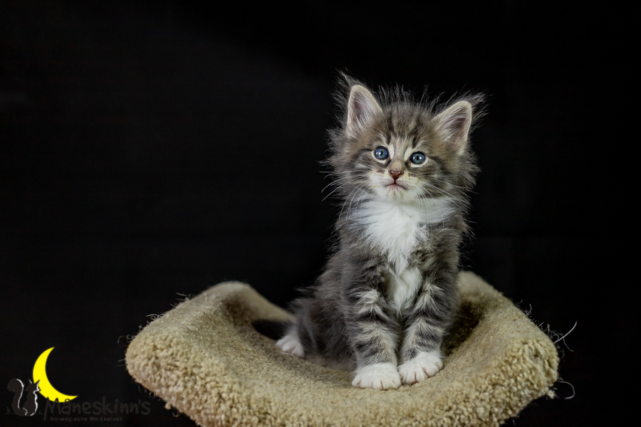 Keldan (41 Tage alt)