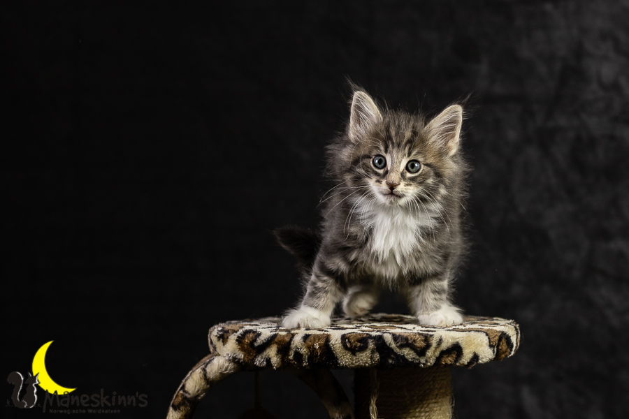 Keldan (49 Tage alt)