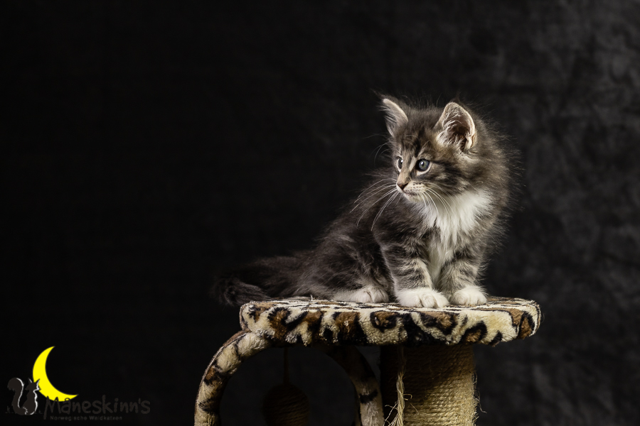 Keldan (49 Tage alt)