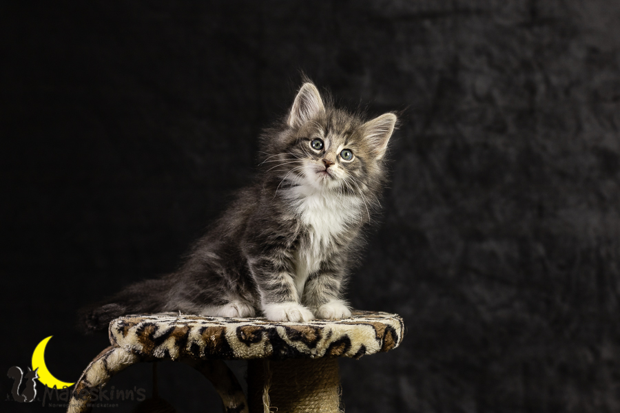 Keldan (49 Tage alt)