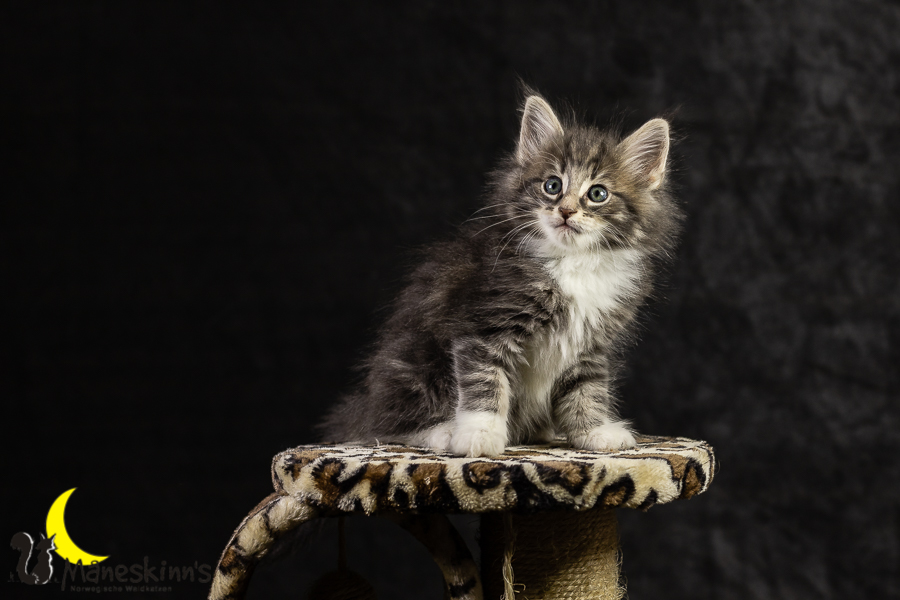 Keldan (49 Tage alt)