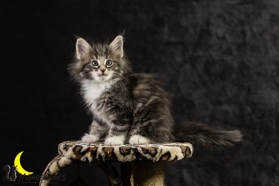 Keldan (49 Tage alt)