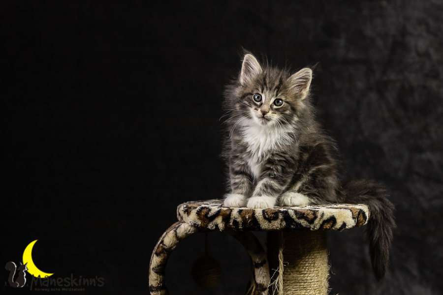 Keldan (49 Tage alt)