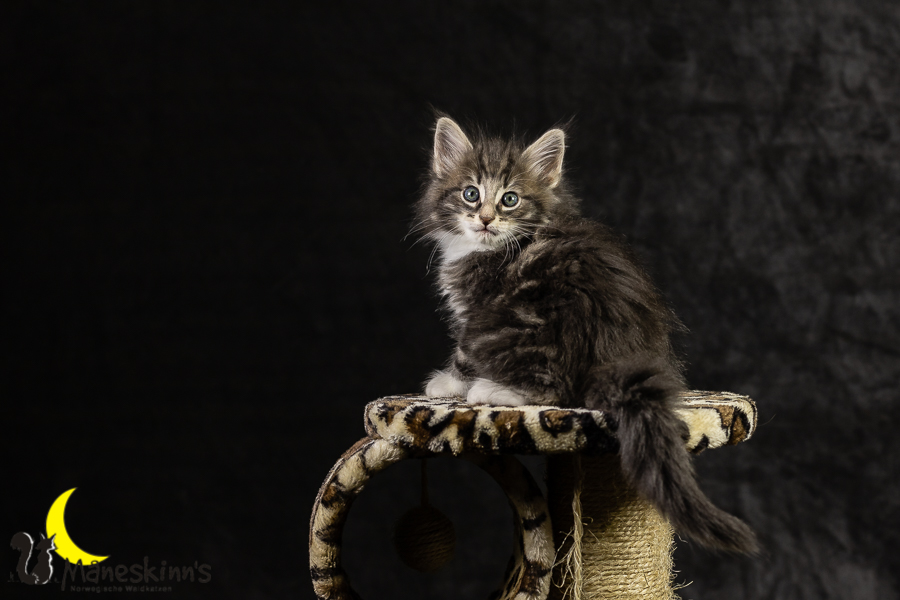 Keldan (49 Tage alt)