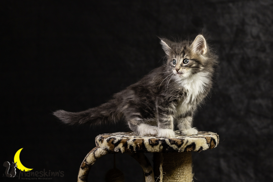 Keldan (49 Tage alt)