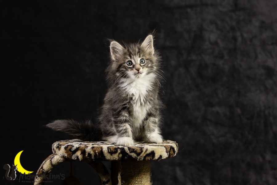 Keldan (49 Tage alt)