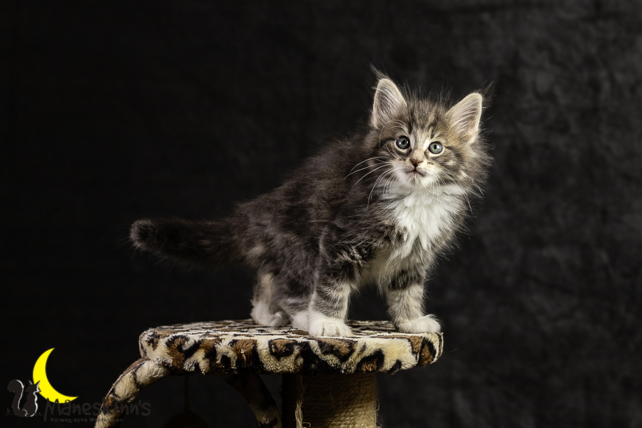 Keldan (49 Tage alt)