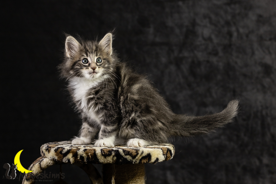 Keldan (49 Tage alt)