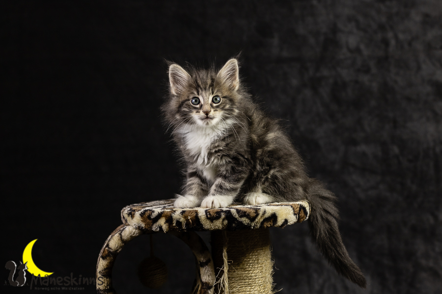 Keldan (49 Tage alt)