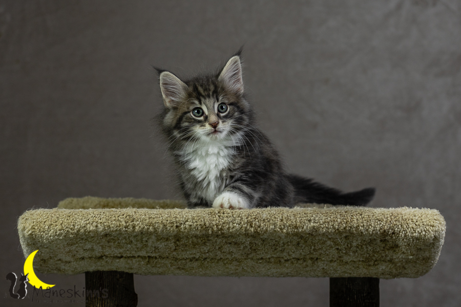 Keldan (55 Tage alt)