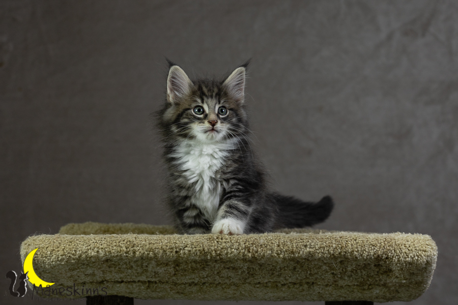 Keldan (55 Tage alt)