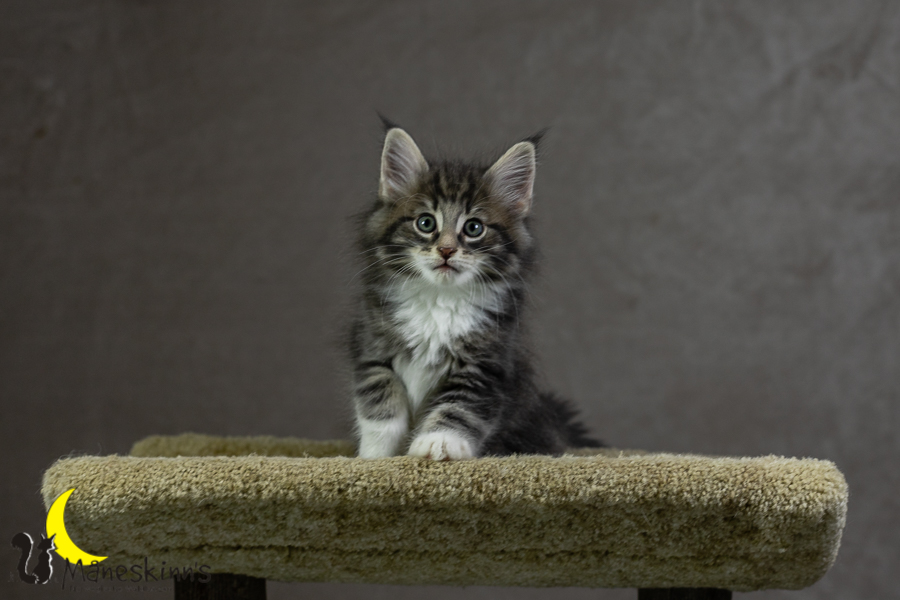 Keldan (55 Tage alt)