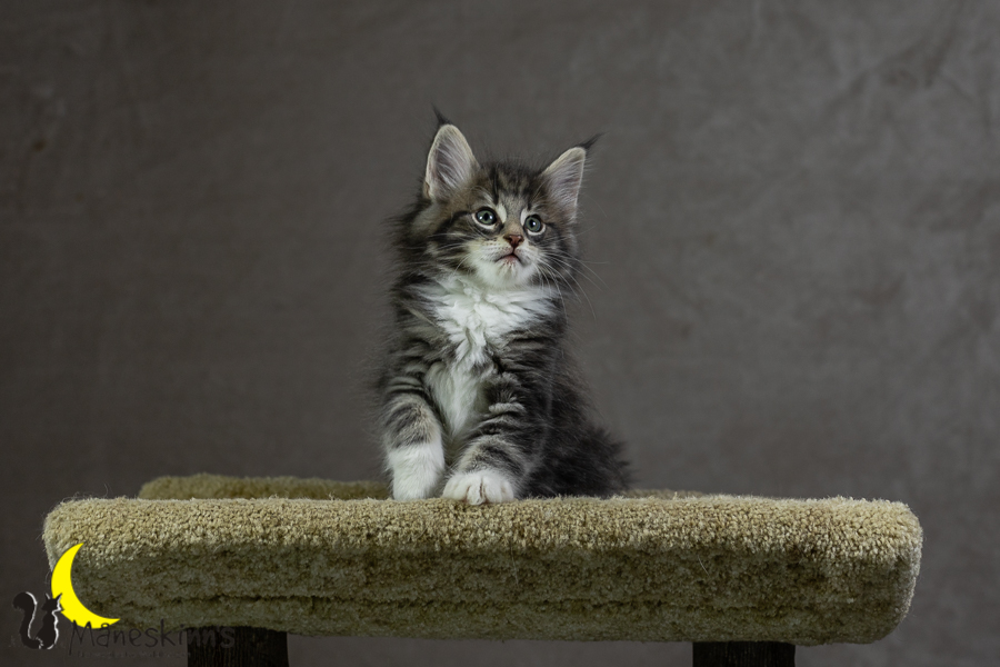 Keldan (55 Tage alt)