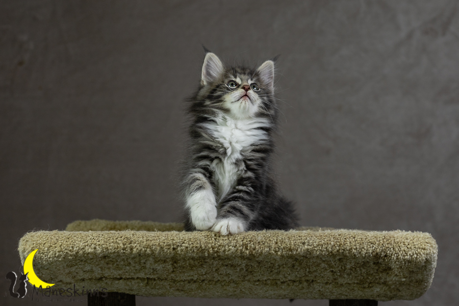 Keldan (55 Tage alt)