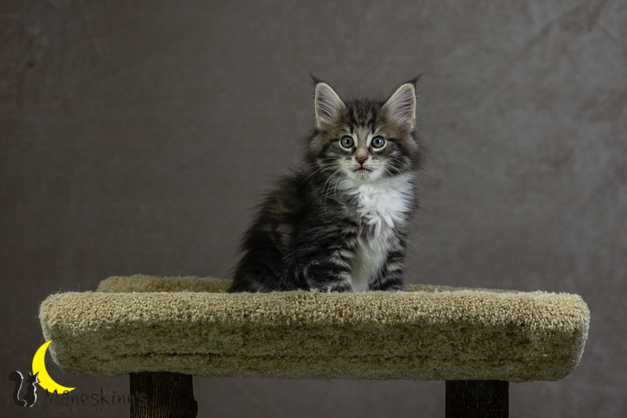 Keldan (55 Tage alt)