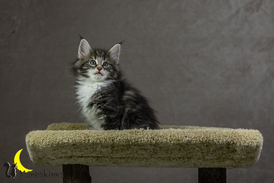 Keldan (55 Tage alt)