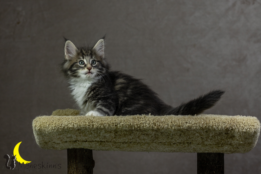 Keldan (55 Tage alt)