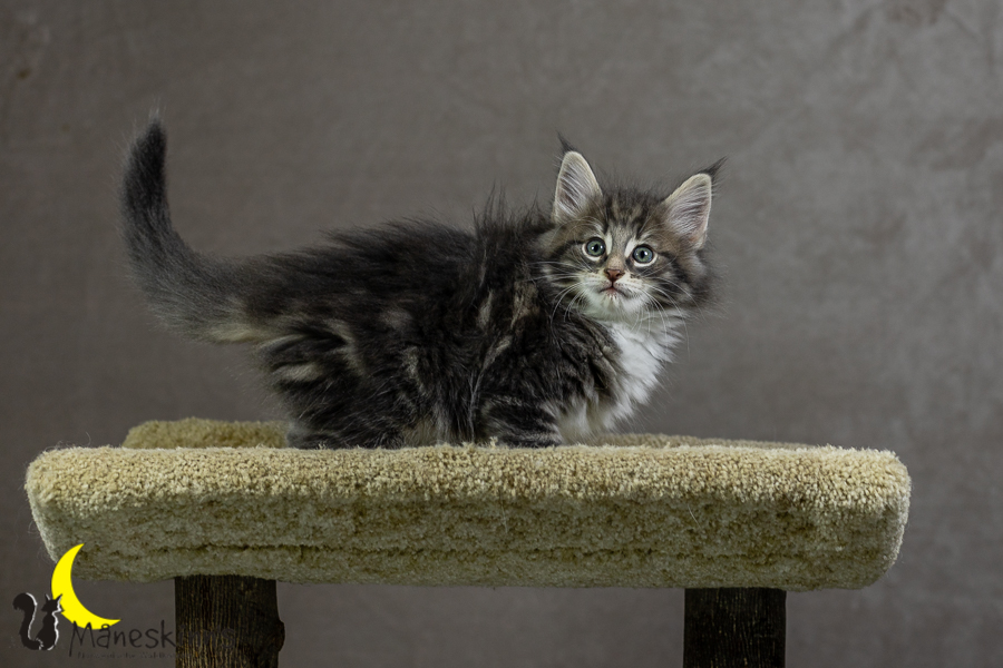 Keldan (55 Tage alt)