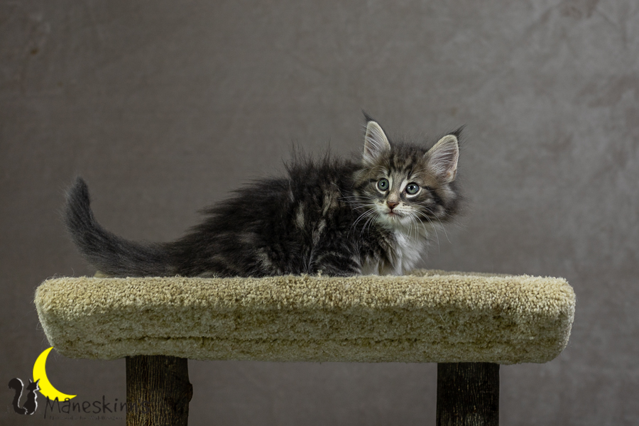 Keldan (55 Tage alt)