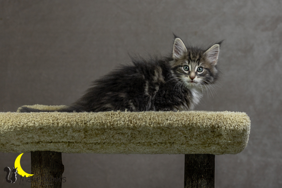 Keldan (55 Tage alt)