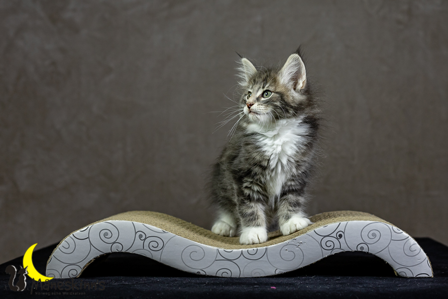 Keldan (62 Tage alt)