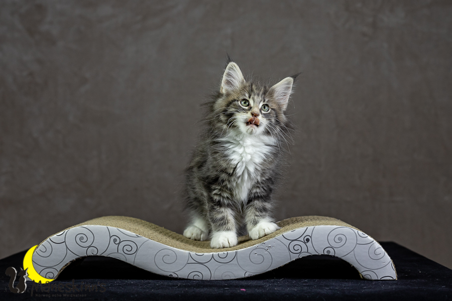 Keldan (62 Tage alt)