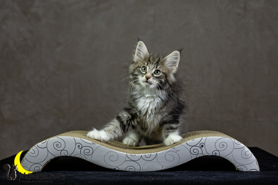 Keldan (62 Tage alt)