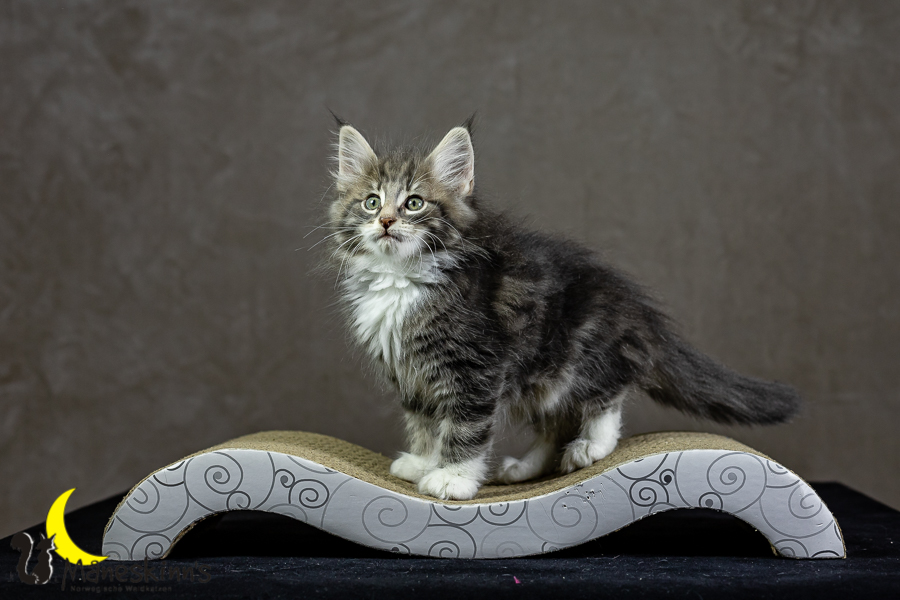 Keldan (62 Tage alt)