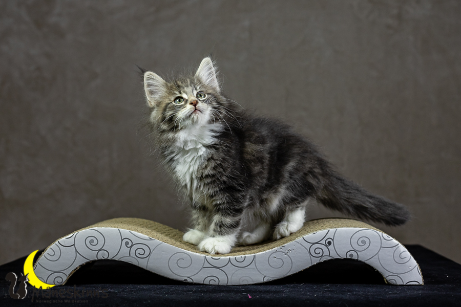 Keldan (62 Tage alt)